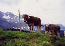 ペータースアルプの牛たち